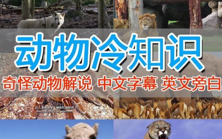 外面卖1699的国外纪录片解说（动物解说、美食、动画片）稳过中视频-千寻创业网
