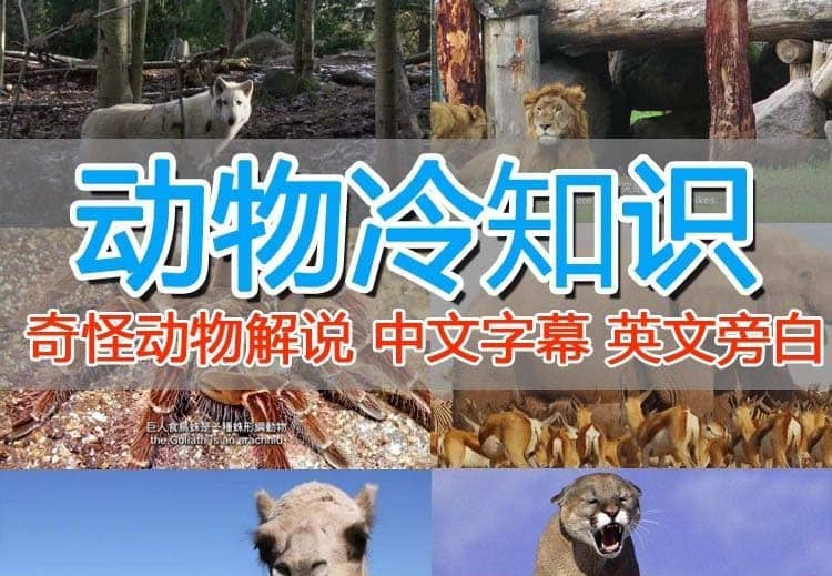 外面卖1699的国外纪录片解说（动物解说、美食、动画片）稳过中视频-千寻创业网